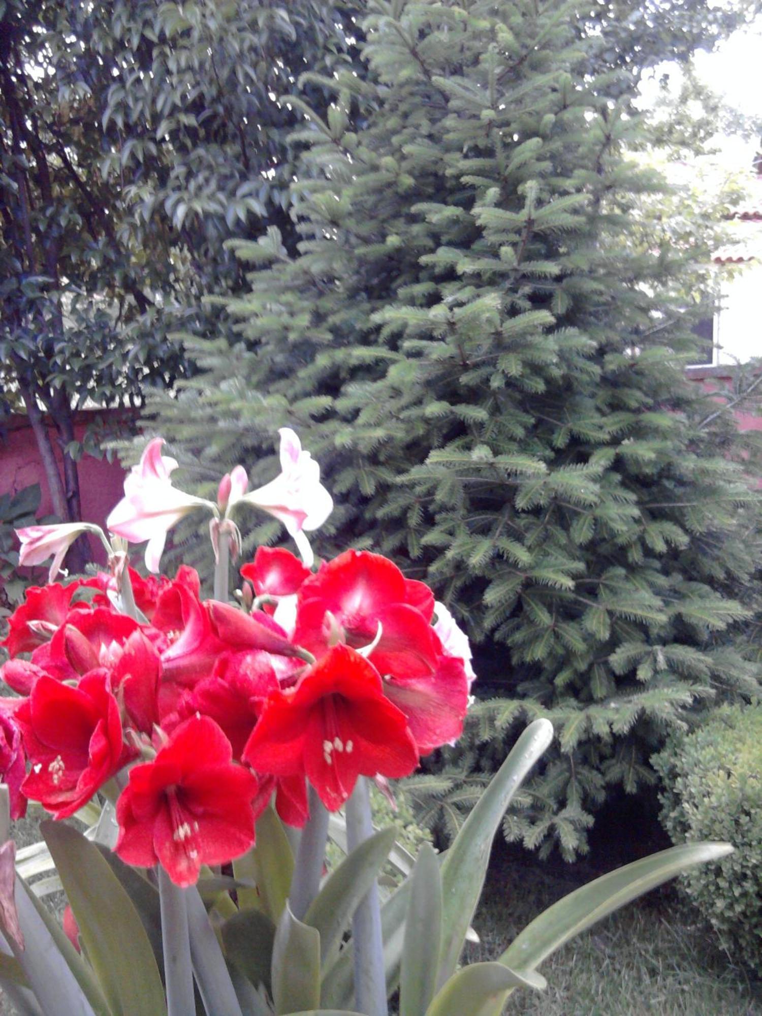 Sofia Rooms Kalampáka Dış mekan fotoğraf